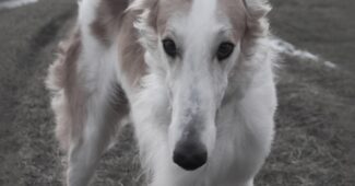 Barzoi