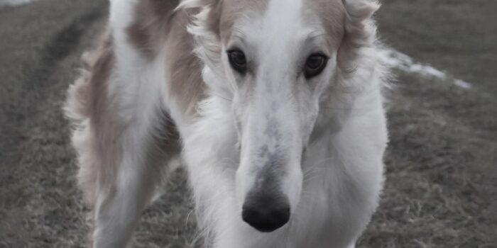 Barzoi