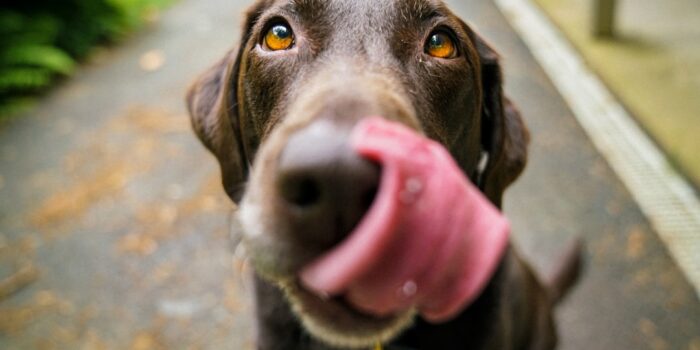 Photo Borsoi Dog