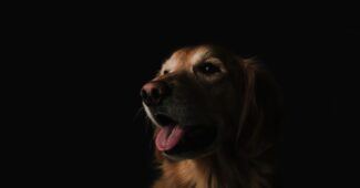 Ein Golden Retriever mit offenem Maul vor dunklem Hintergrund.