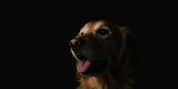 Ein Golden Retriever mit offenem Maul vor dunklem Hintergrund.