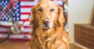 Ein Golden Retriever mit einem ernsten Blick vor einer amerikanischen Flagge im Hintergrund.