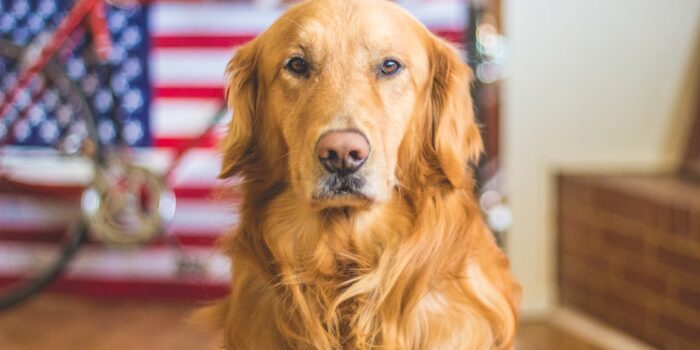 Ein Golden Retriever mit einem ernsten Blick vor einer amerikanischen Flagge im Hintergrund.