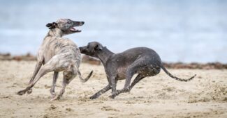 Zwei Windhunde, einer gestromt und einer grau, spielen am Strand und spritzen Sand.