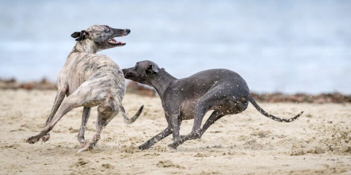 Zwei Windhunde, einer gestromt und einer grau, spielen am Strand und spritzen Sand.